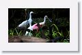 Roseate Spoonbill and Snowy Egrets in breeding plumage