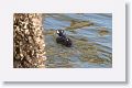 Technically, this photo of a Harlequin Duck was taken at Fort Clinch State Park at the end of 2013 when we first tried to see the Snowy Owl at Little Talbot State Park