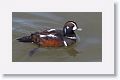 Technically, this photo of a Harlequin Duck was taken at Fort Clinch State Park at the end of 2013 when we first tried to see the Snowy Owl at Little Talbot State Park