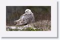 Our first afternoon spent with this juvenile female Snowy Owl at Little Talbot State Park was overcast