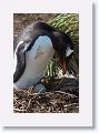 Gentoo Penguin with newest arrival