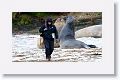 One of the Italian research scientists walks by dueling male Elephant Seals