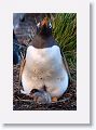 Gentoo Penguin with chick