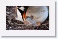 Gentoo Penguin with chick
