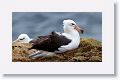 Black-browed Albatross on nests