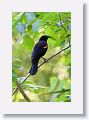Red-winged Blackbird, tricolored male