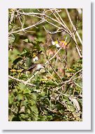 Ruby-throated Humingbird, female