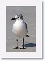 Laughing Gull (Winter plumage)