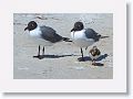 Black-headed Gulls with Rudy Turnstone