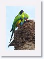 Black-hooded Parakeet courtship