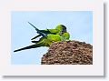 Black-hooded Parakeet mating