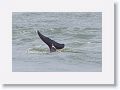 Bottlenose Dolphin off of Gulf Pier at Ft Desoto