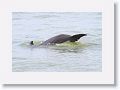 Bottlenose Dolphin off of Gulf Pier at Ft Desoto