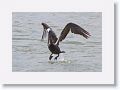 Brown Pelican off of Gulf Pier at Ft Desoto
