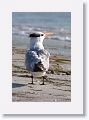 Royal Tern on North Beach