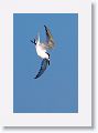 Sandwich Tern staring its dive