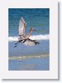 Reddish Egret on North Beach