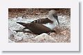 Blue-footed Booby, female with chick
