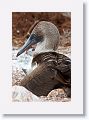 Blue-footed Booby, female with chick
