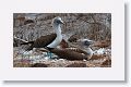 Blue-footed Booby, male on the left, female sitting on 2 eggs