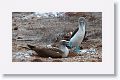 Blue-footed Booby, male on the right, female sitting on 2 eggs