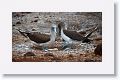 Blue-footed Booby, male on the right, female standing over 2 eggs
