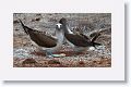 Blue-footed Booby, male on the right, female standing over 2 eggs