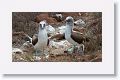 Blue-footed Boobies, male on the right