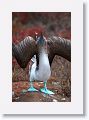 Blue-footed Booby, male