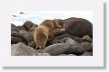 Galapagos Sea Lion cow and pup