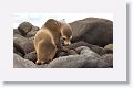 Galapagos Sea Lion cow and pup