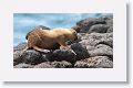 Galapagos Sea Lion pup