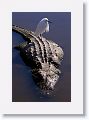 Snowy Egrets seem to like to use gators as a platform