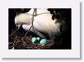 Snowy Egret sitting on eggs