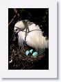 Snowy Egret sitting on eggs