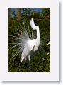 Great Egret in breeding plumage