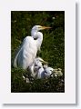 These were the first Great Egret chicks to hatch and they have really grown in 2 weeks time