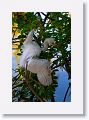 Snowy Egret chick