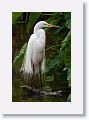 Great Egrets are in breeding plumage, nesting and tending to recent hatchlings