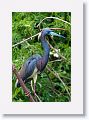 Tri-color Herons are in breeding plumage and nesting