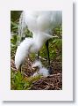 Great Egret with chicks