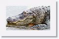 Gators provide protection from predators such as racoons and snakes