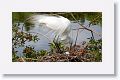 Great Egret with eggs