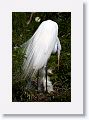 Great Egret with chicks