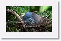 Tricolor Heron nesting