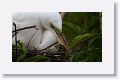 Great Egret nesting