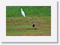 Cattle Egret and Southern Lapwing.