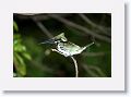 Amazon Kingfisher.