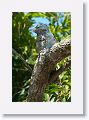 Great Potoo (with chick).
