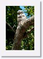 Great Potoo (with chick).